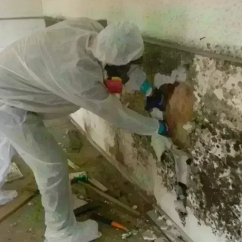 Mold Remediation and Removal in Miami Beach, FL